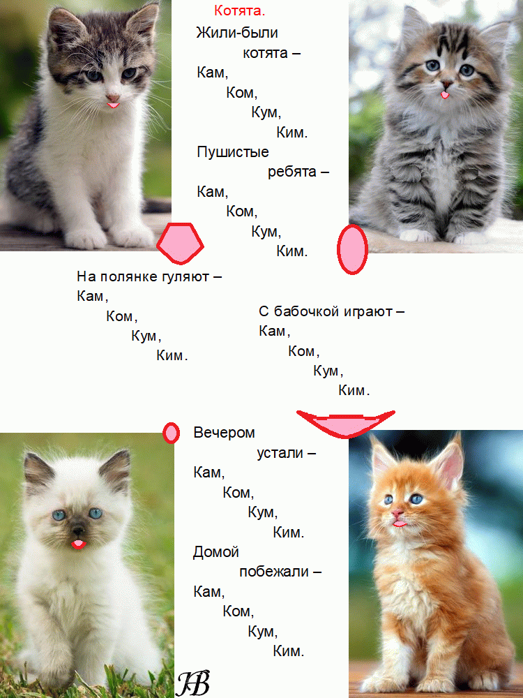 Красивые клички (имена) для кошек девочек