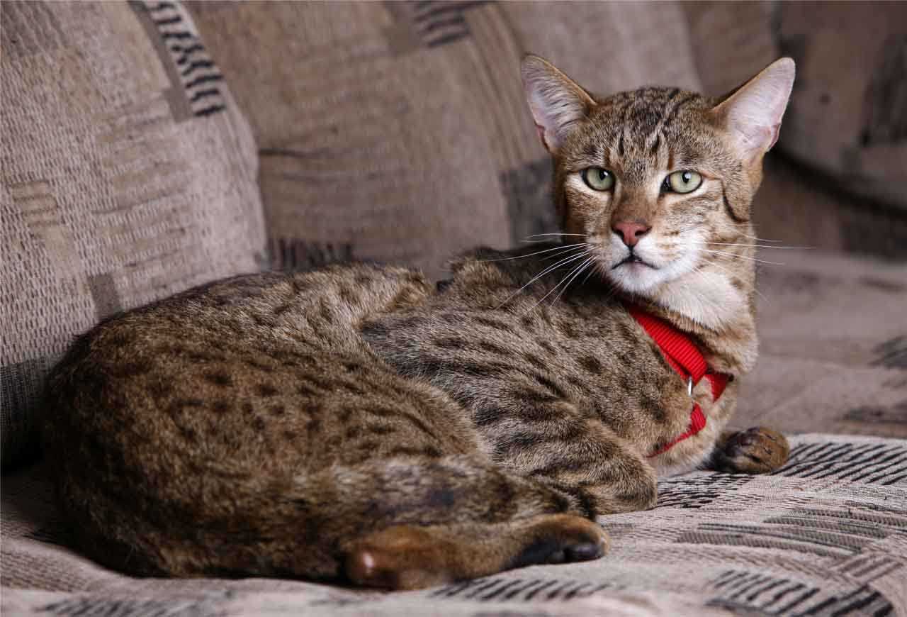 Кошка саванна – как правильно ухаживать за экзотическим питомцем и интересные факты о породе