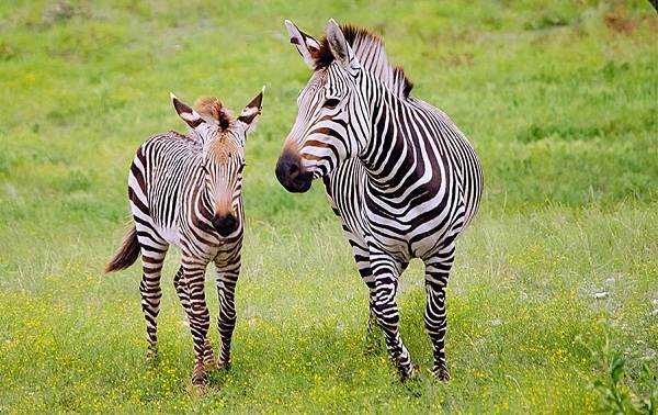 Зебра животное. образ жизни и среда обитания зебры