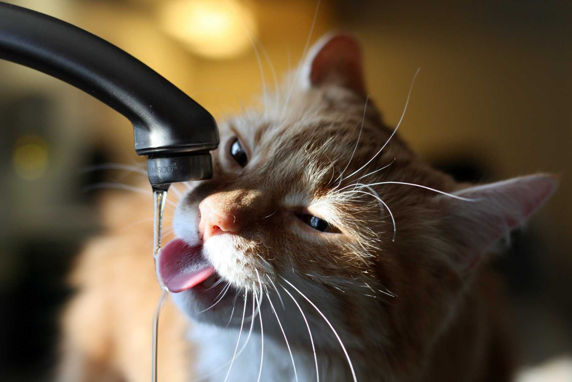 Кот пьет воду из крана: опасно ли это? | муркотики