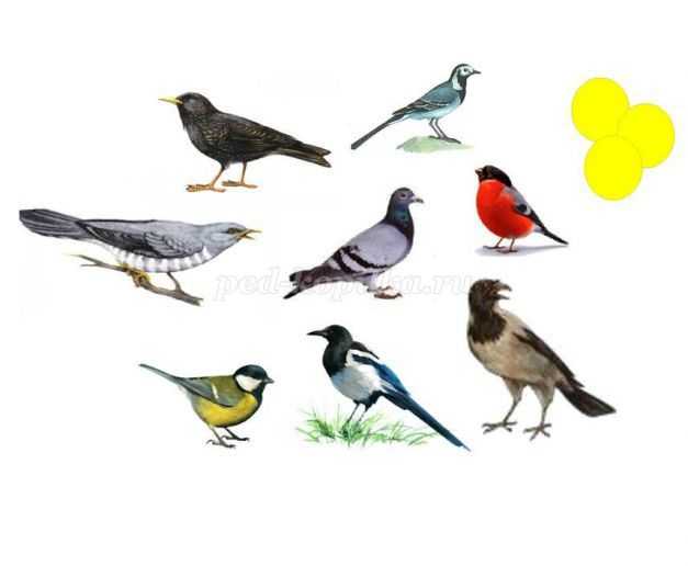 Игра-викторина, посвященная прилету птиц «эти удивительные птицы» в проекте «родное красноярье»