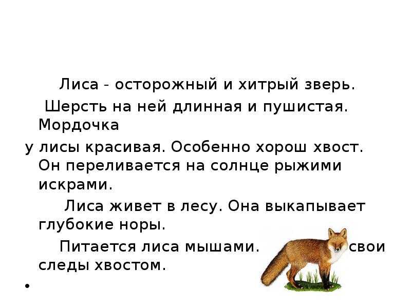 Началова загадки лисы читать. Лиса осторожный и хитрый зверь. Лиса зверь хитрый и осторожный текст. Сказка про хитрую лису. Пословицы про хитрость лисы.