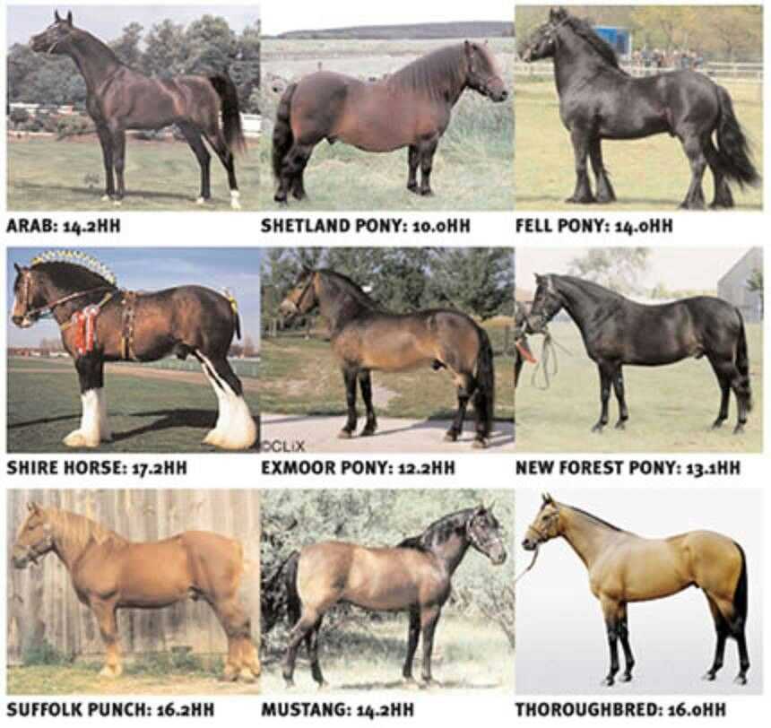 Породы лошадей фото и название породы