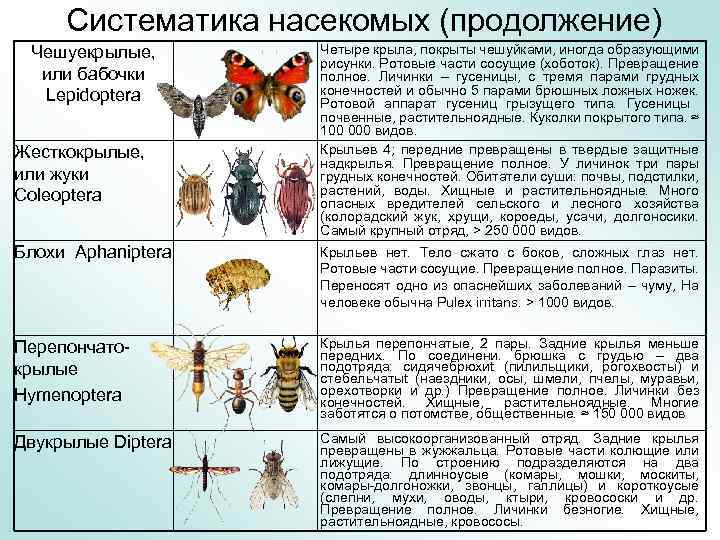 Чем питаются личинки чешуекрылых. Систематическая таблица насекомых. Класс насекомые систематика. Основные отряды насекомых таблица. Классификация насекомых по типу развития.