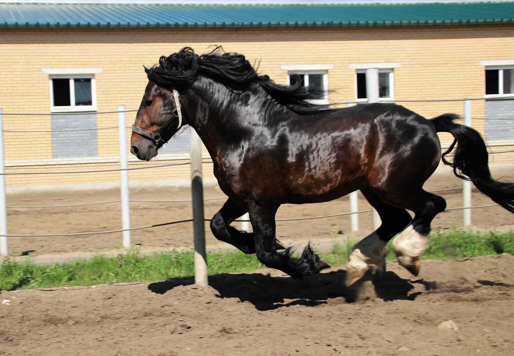 Лошадь тяжеловоз: описание самых сильных пород
