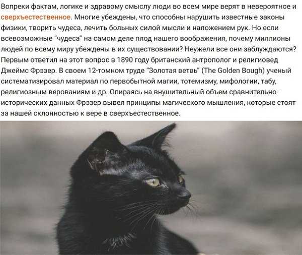 Черные глаза приметы. Приметы и суеверия глаз. Кошки на Руси. Коты мифы и суеверия.