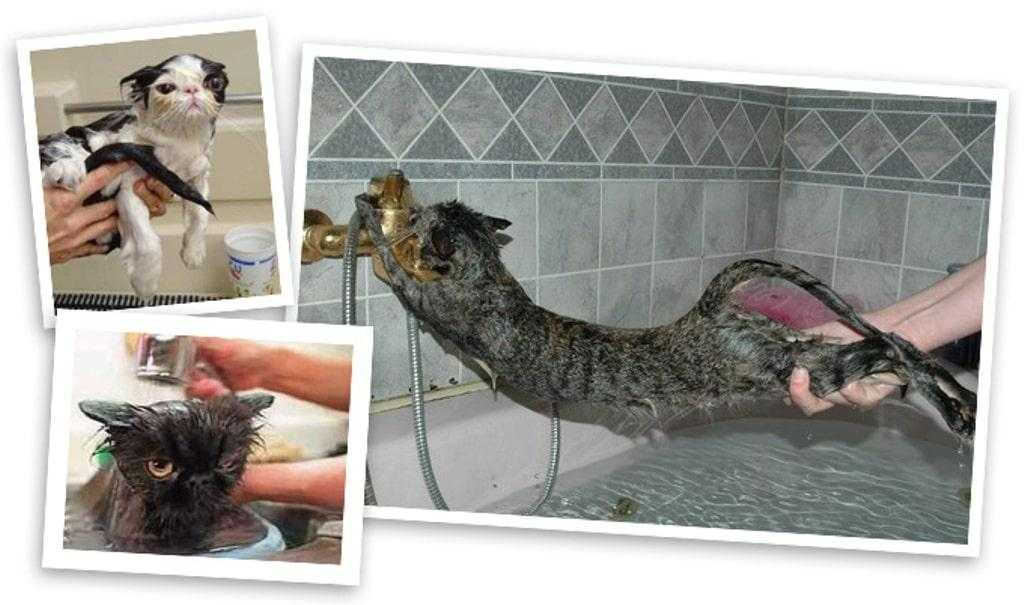Как помыть котенка ( видео): выбор шампуня и правила проведения процедуры. можно ли мыть котенка, с какого возраста и зачем это делать?