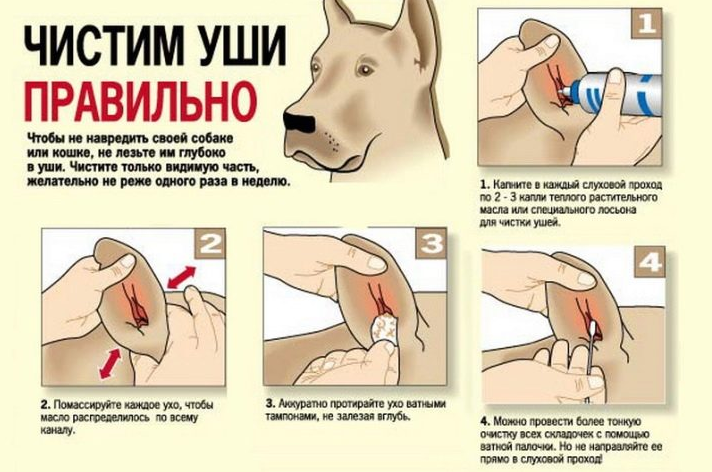 Как ухаживать за собакой: правила чистки и ухода за зубами, ушами, когтями и глазами