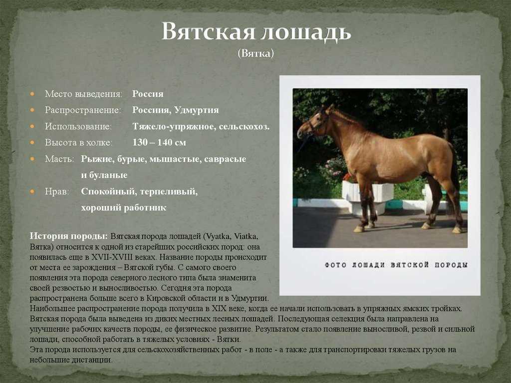 Чистокровные породы лошадей: особенности, характеристики