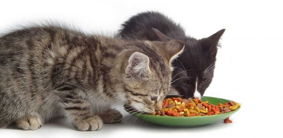 Как кормить кастрированного кота: сколько раз в день, как и чем нужно кормить