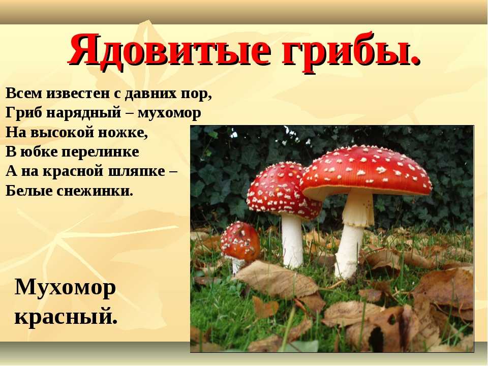 Загадки про грибы
