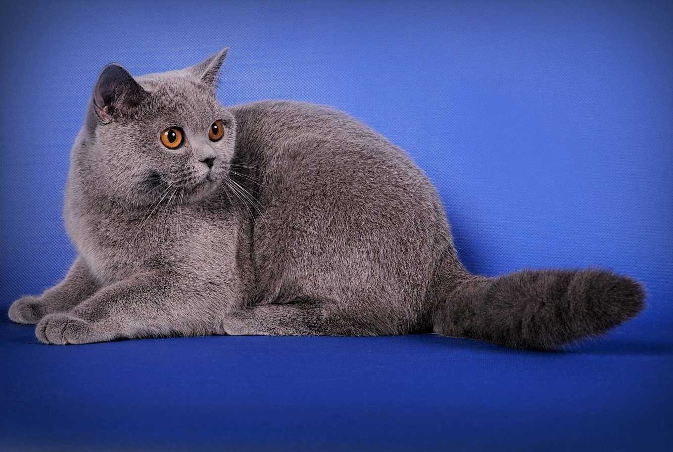 Британская короткошерстная кошка: здоровье, уход и особенности породы
