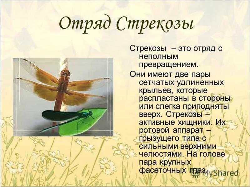 Сообщение про стрекоз ️ описание и общая характеристика насекомых