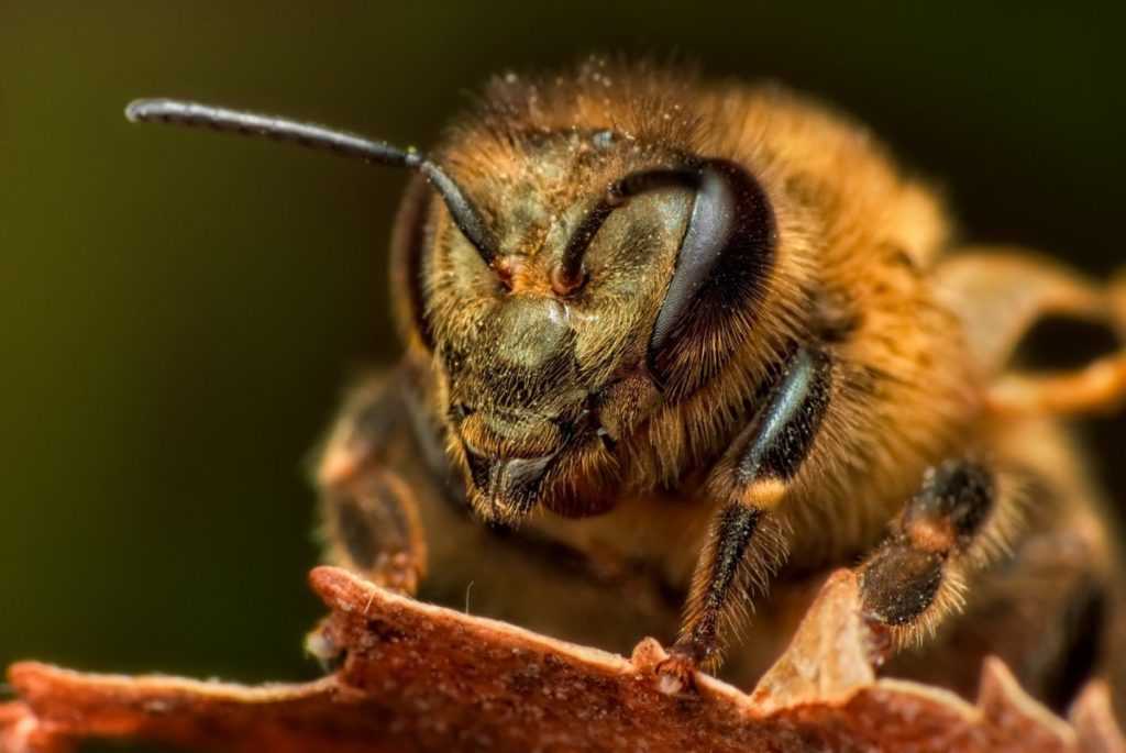 Древняя история пчёл