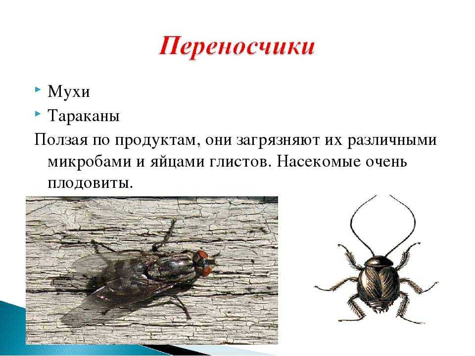 18 загадок о тараканах Тараканы не только повреждают пищевые продукты, кожаные изделия и растения, но и их укусы довольно болезненны и долго не заживают