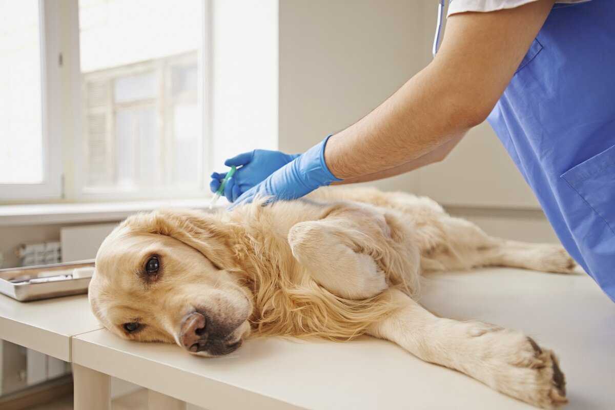 Усыпить собаку: как сделать это быстро и безболезненно, чем, легкий наркоз для временного усыпления, препараты в ветклиниках и домашних условиях