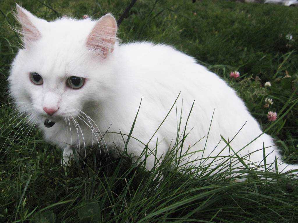 Как называется белая порода кошек. Турецкая ангора кошка. Турецкая ангора короткошерстная. Ангорская кошка короткошерстная. Турецкая ангора кошка короткошерстная.