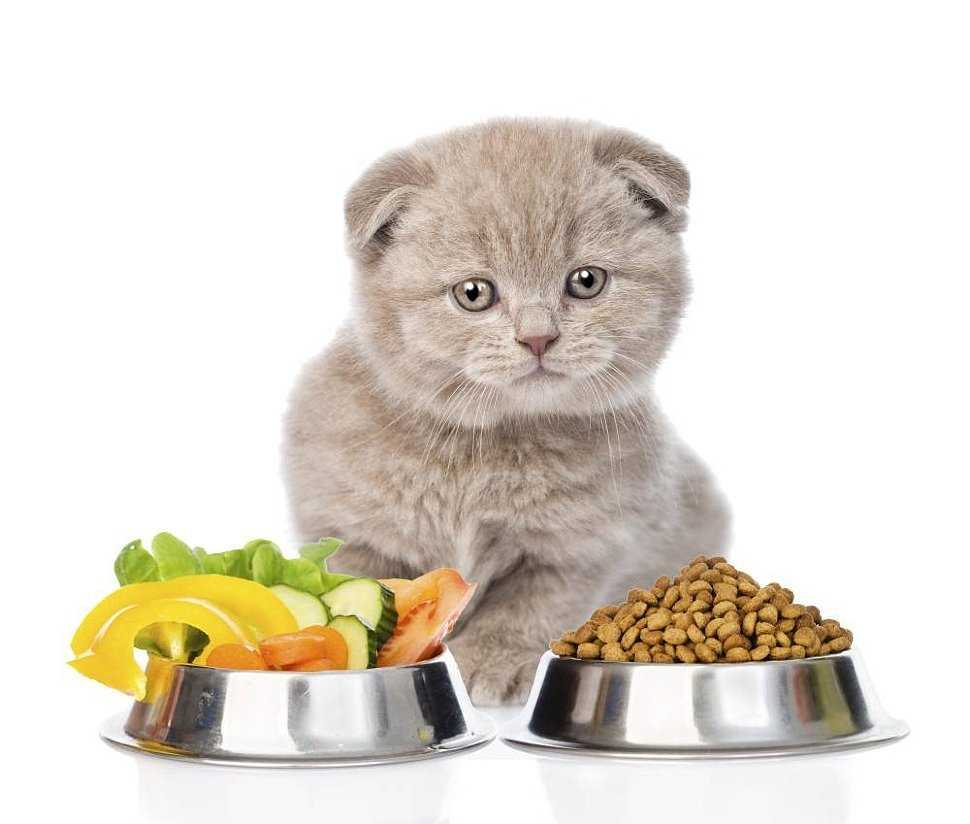 Чем кормить стерилизованную кошку: через сколько после стерилизации, как правильно в домашних условиях, можно ли обычным кормом