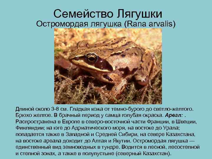 Лягушки. остромордая лягушка = rana arvalis nilsson, 1842. мир земноводных: жабы квакши, лягушки, тритоны: икра, размножение, поведение, питание, охота, зимовка