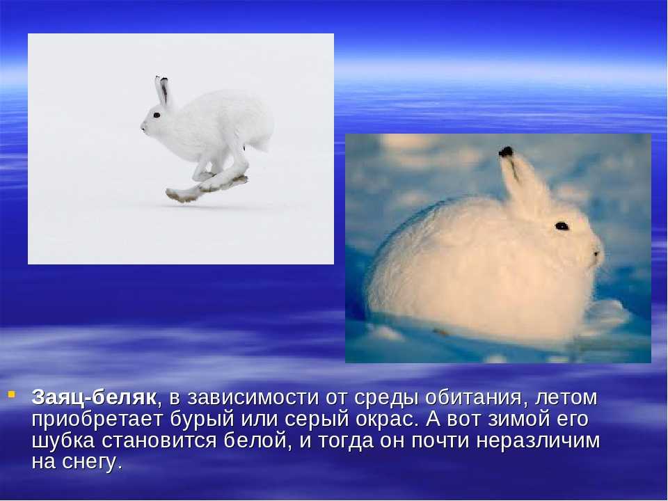 Заяц-беляк: [описание, фото и особенности животного]