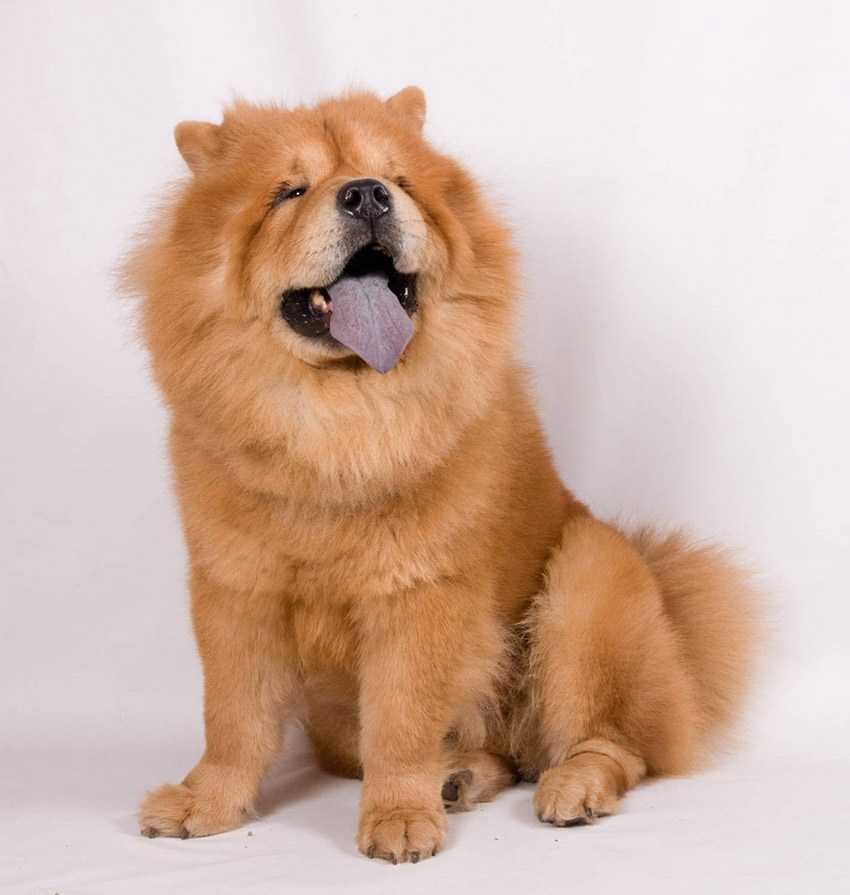 Чау-чау короткошерстный, гладкошерстный или смуф: описание породы собак с фото