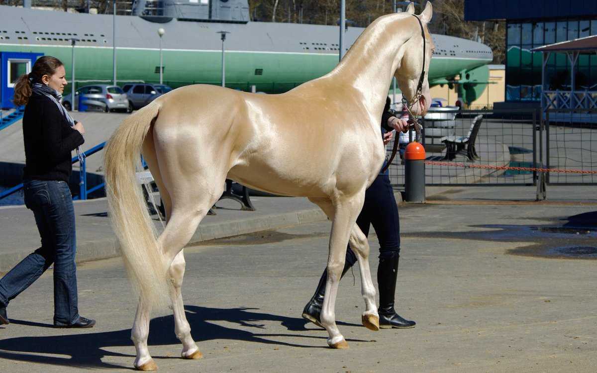 Самые красивые, большие, маленькие и быстрые лошади в мире
