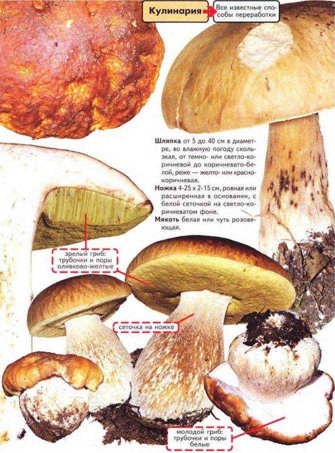 Белый гриб (боровик) - польза и вред, описание, фото, где растет.