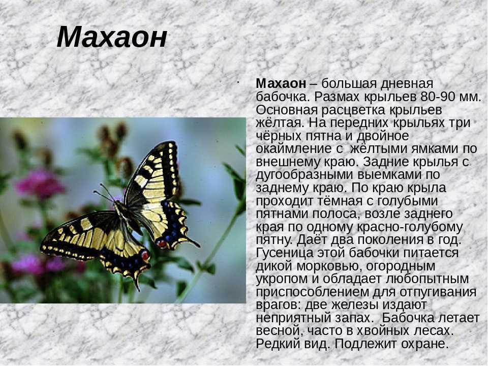 Доклад сообщение бабочки (описание для детей)