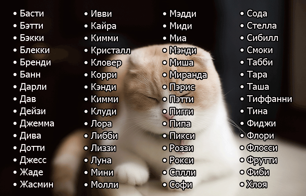 Имена для котов: 500+ вариантов как назвать кота прикольно