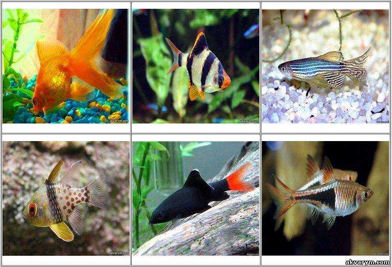 Тритон аквариумный (18 фото): содержание в аквариуме с рыбками. испанские тритоны и другие виды. сколько они живут? чем их кормить?