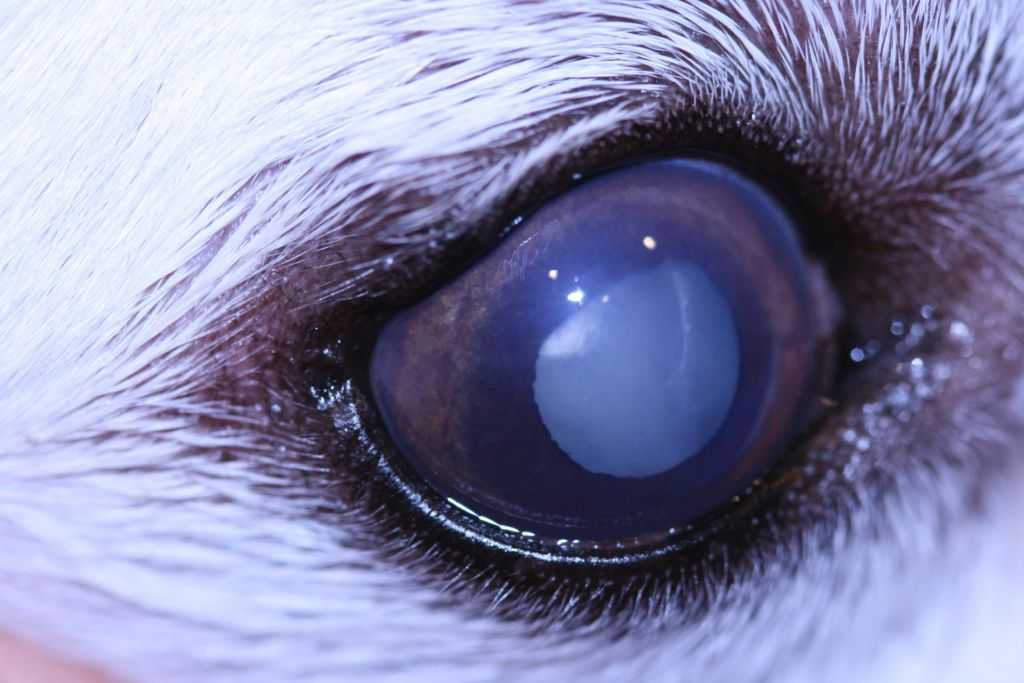 Слепота у собак - симптомы, лечение, препараты, причины появления | наши лучшие друзья