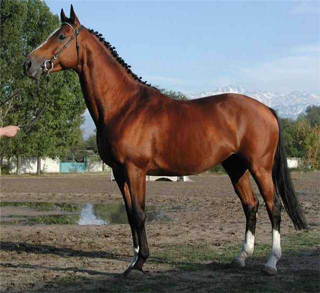 Лошадь тинкер: фото, описание породы, разведение и уход