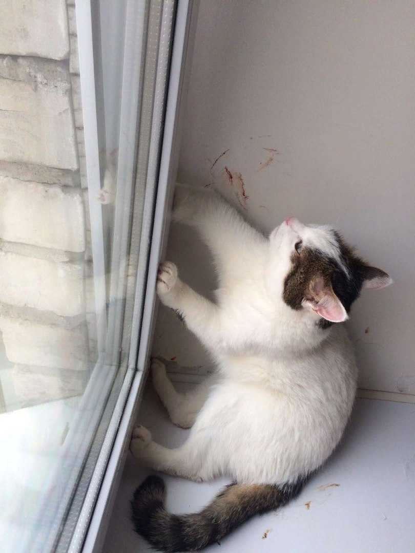 Кошка застряла в окне. что делать? — ветеринарные клиники ситивет в санкт-петербурге