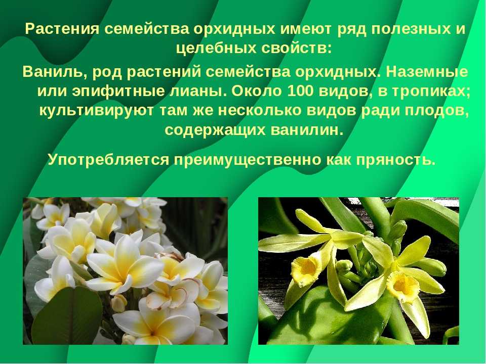 Орхидные - frwiki.wiki