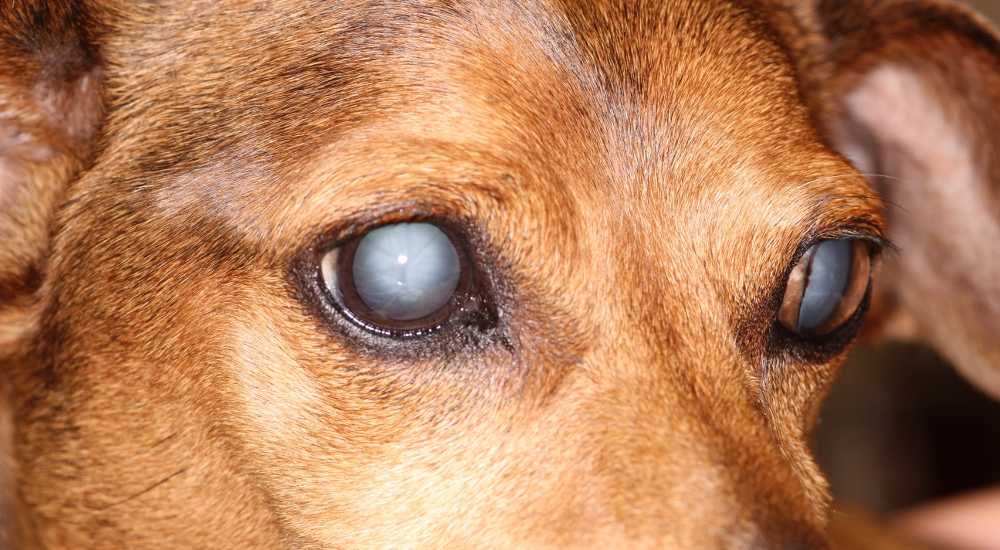 Как ухаживать за слепой собакой? | домашние животные