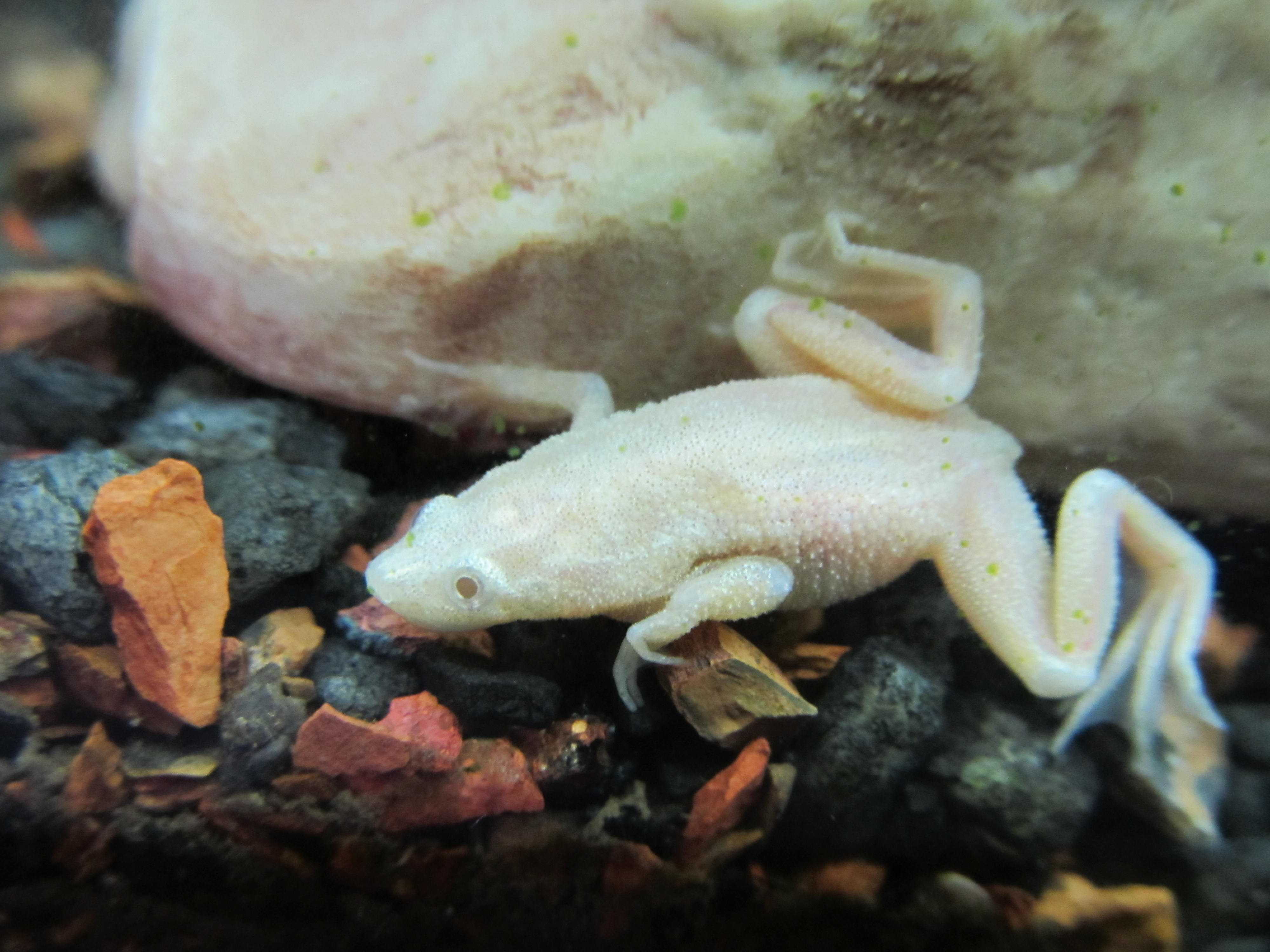 Лягушка квакша обыкновенная: виды, содержание в террариуме, фото