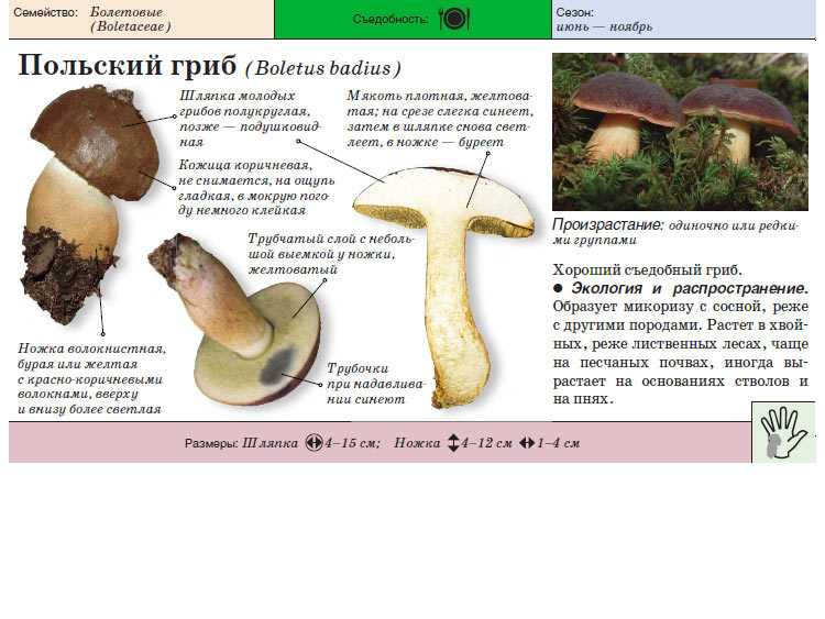 Белый гриб: описание, фото, среда обитания, виды | divo.site