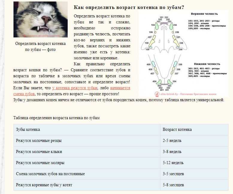 Сколько зубов у кошки — схема, у котнка, взрослой особи