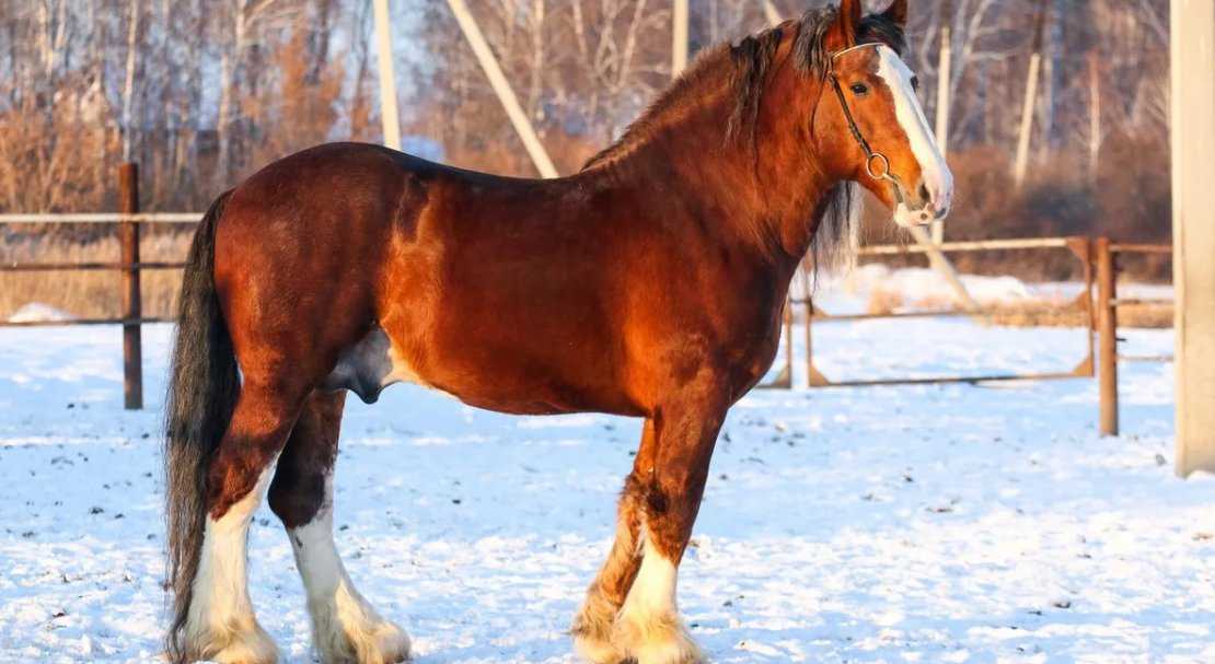 Тракененская порода лошадей: фото, характеристика, разведение и содержание
