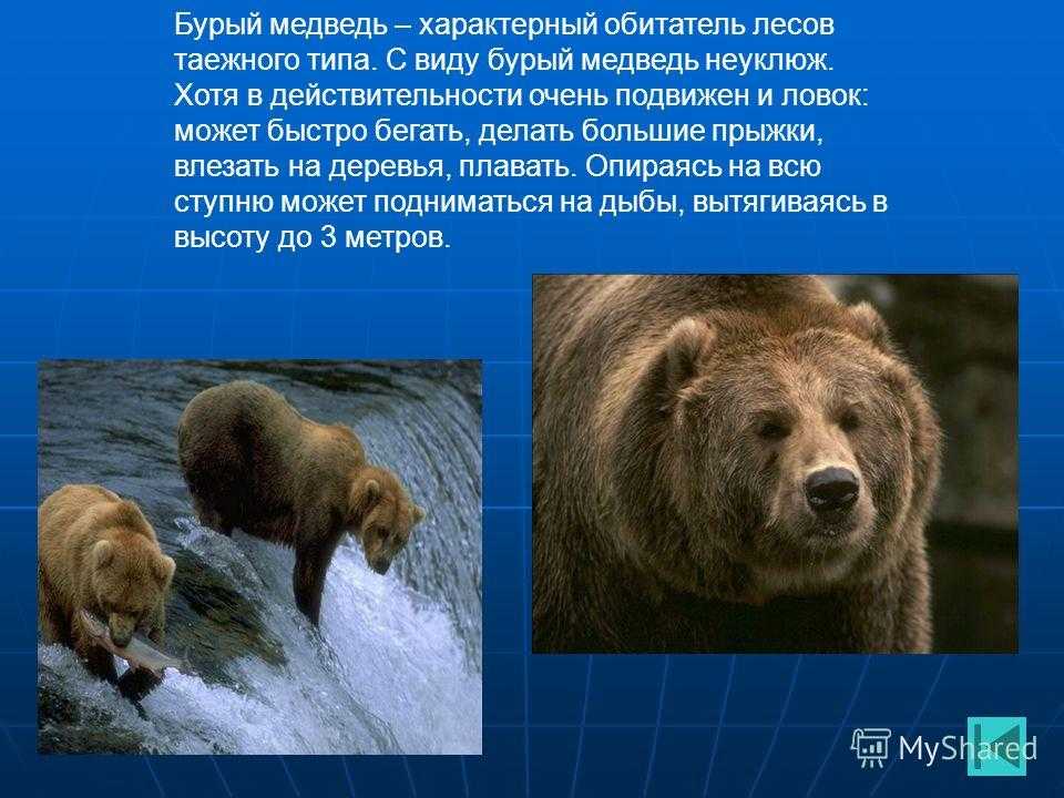 Окружающий мир про медведя