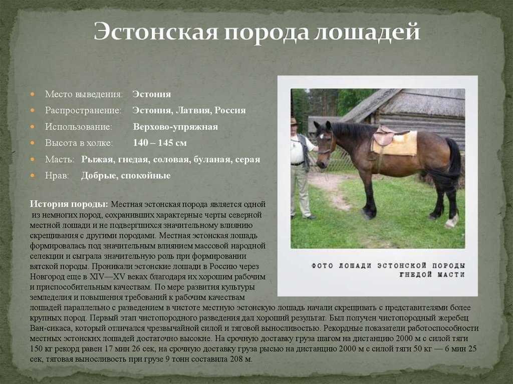 Вятская лошадь: описание породы, содержание, фото