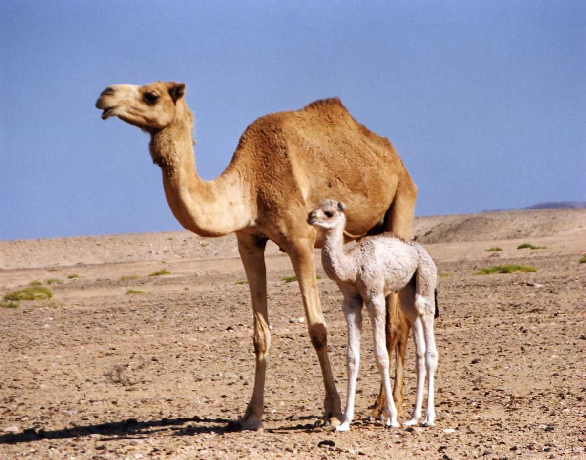 Camel. Одногорбый верблюд. Одногорбый верблюд дромедар. Дикий верблюд Хаптагай. Дромадер и бактриан.