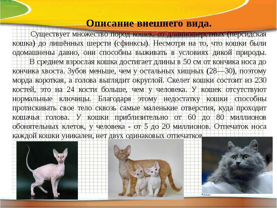Cибирская кошка- характер, окрасы, уход