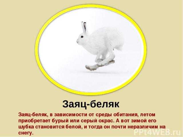 Заяц-беляк