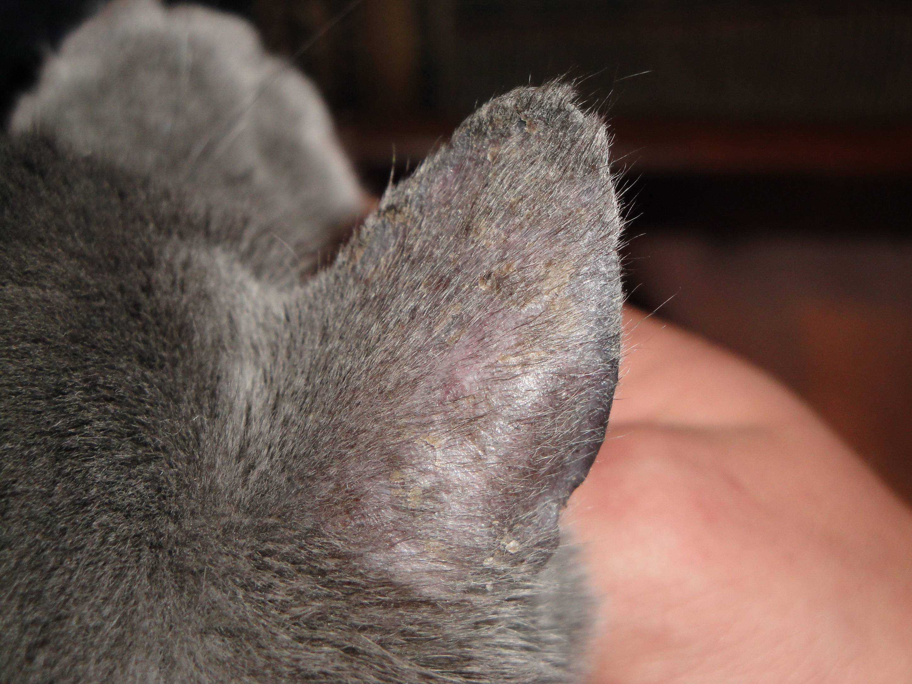 Зуд у кошки на шее чем лечить - муркин дом