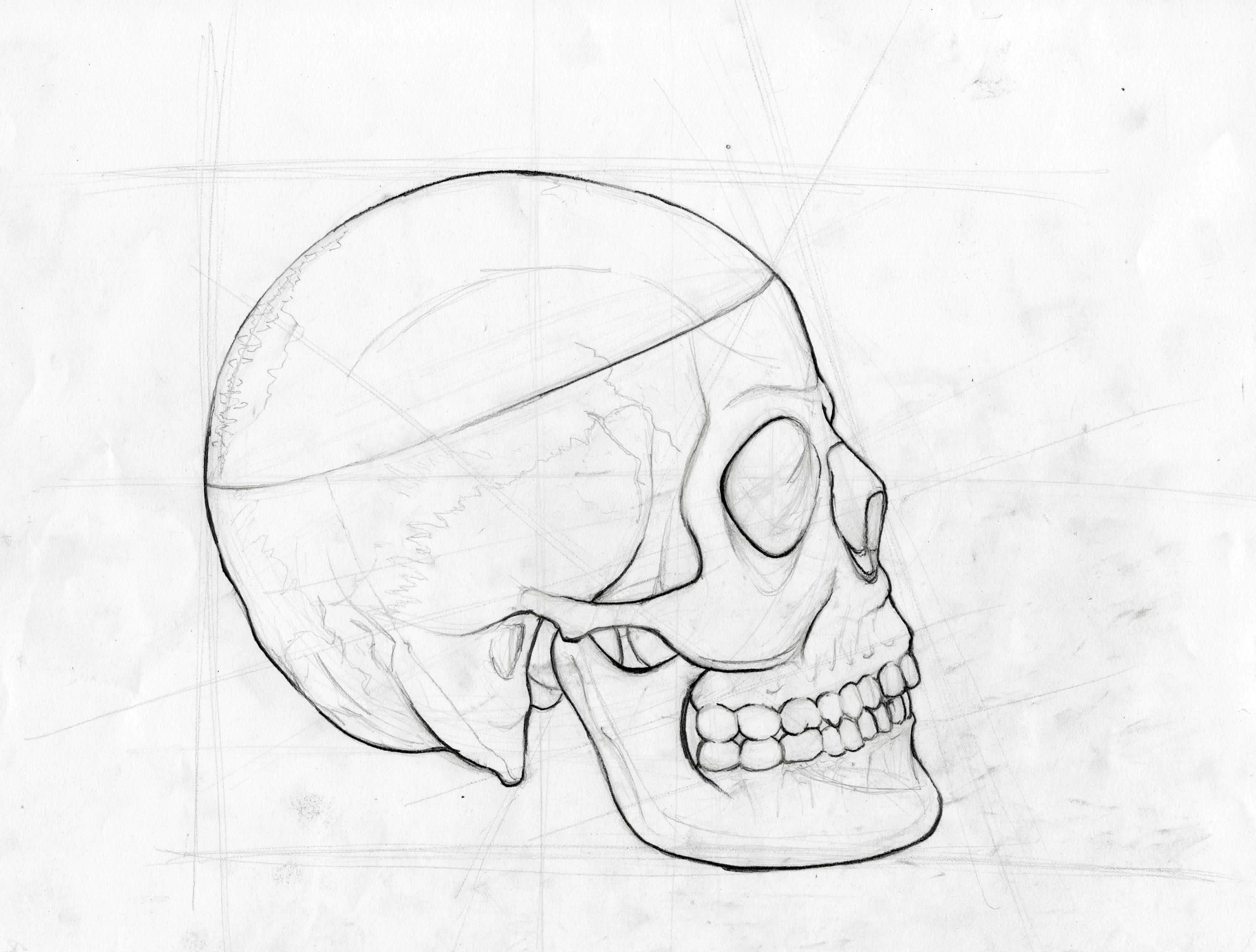 Нормальная анатомия костей черепа человека - центр остеопатии владимира гламазды "мир человека"