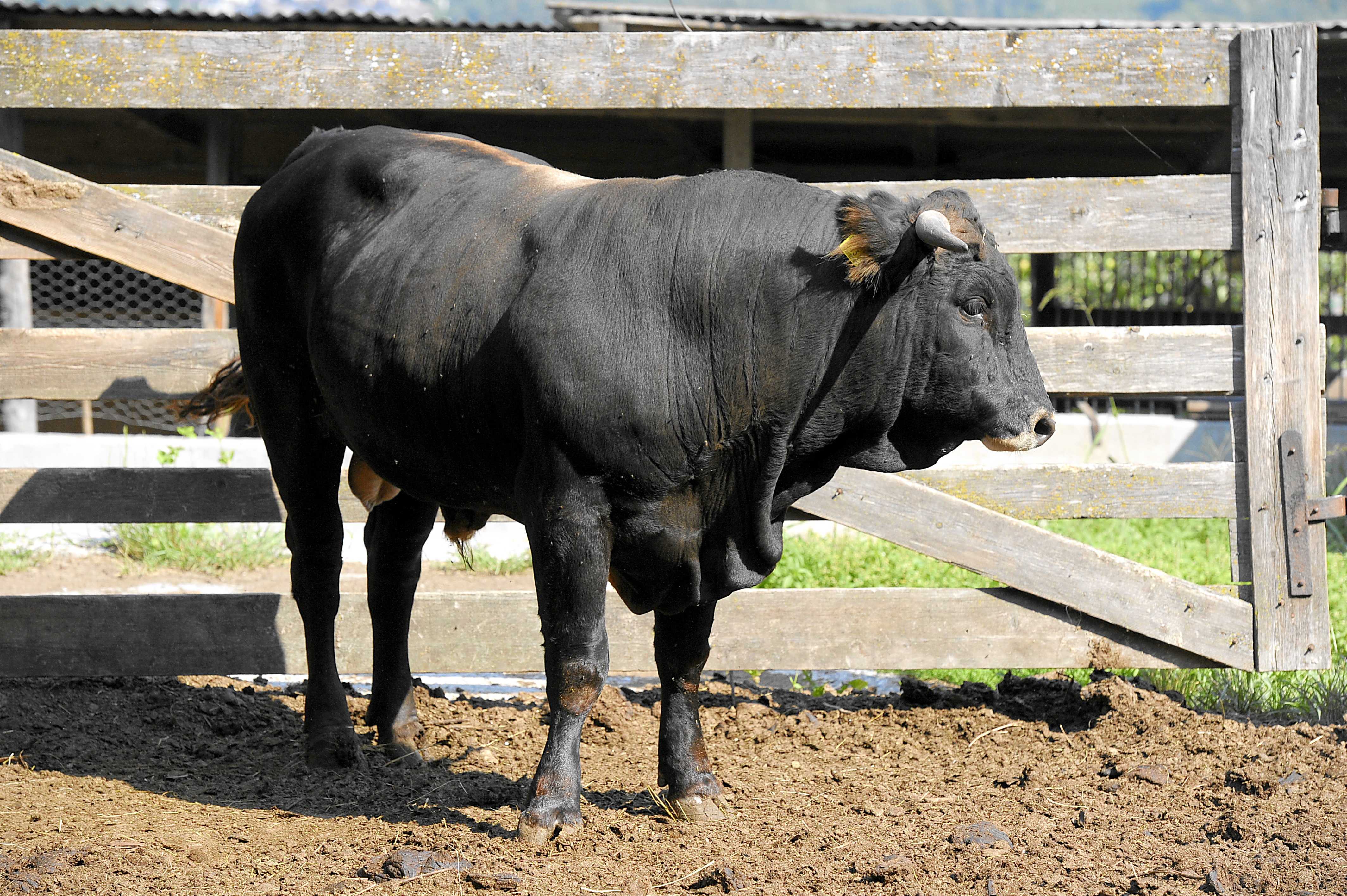 Мясные породы быков: характеристики и названия лучших, как выбрать на откорм