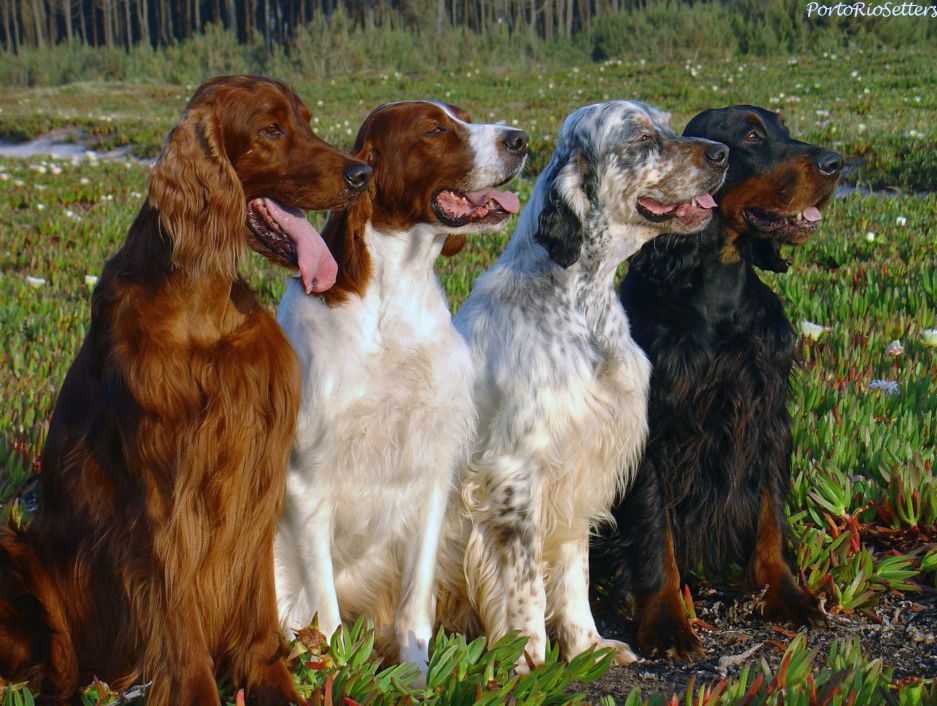 Собаки какой породы снимались в фильме Белый Бим Чёрное ухо Особенности характера английского сеттера Подойдёт ли такая собака семьям с детьми