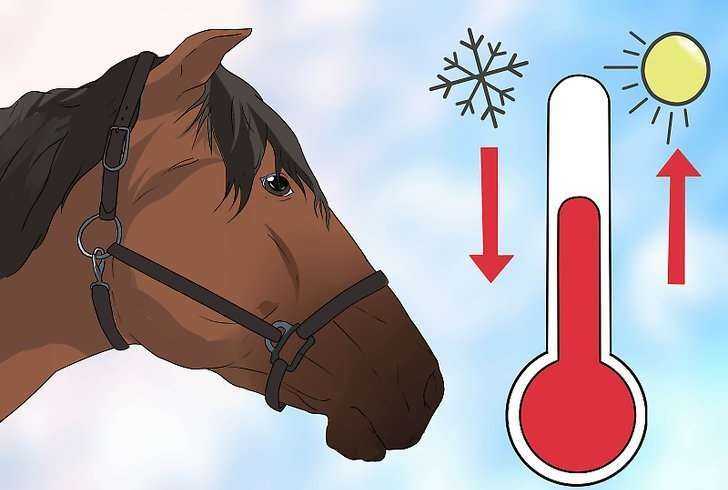 Болезни органов дыхания лошадей - признаки, причины, лечение