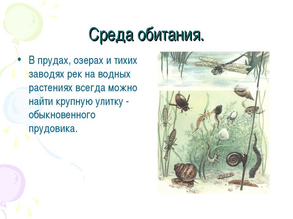 Большой прудовик: характеристика, среда обитания, размножение